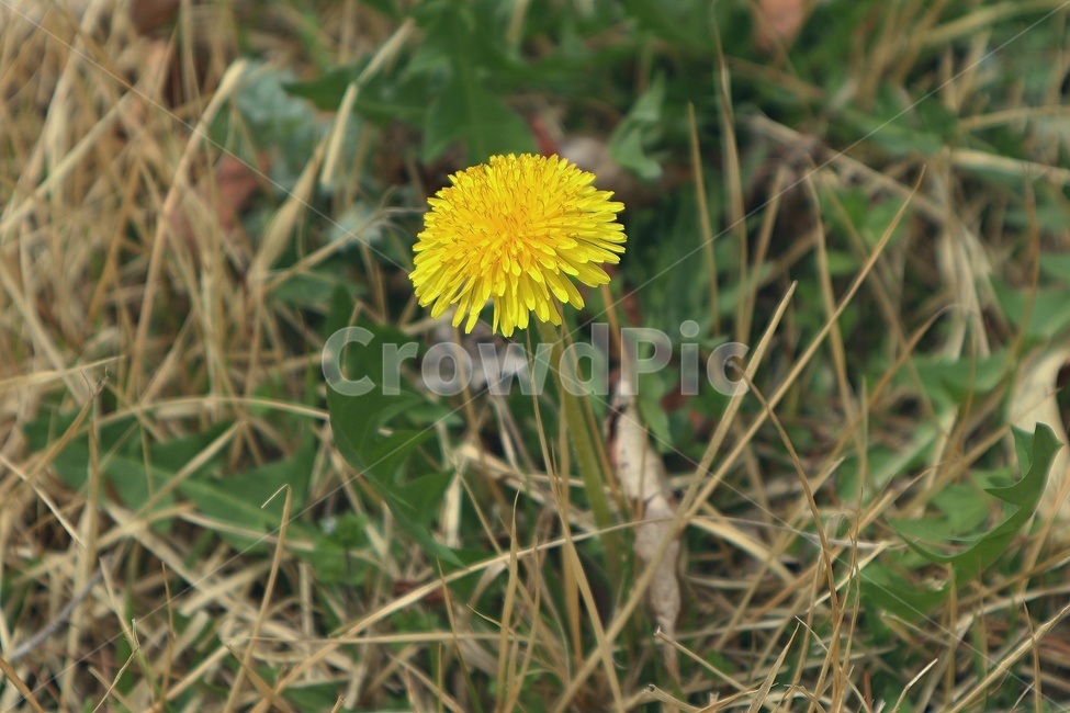 봄,꽃,나무,계절,자연,spring,flower,tree,season,힐링,healing,식물,자연,plants,nature,꽃,flower