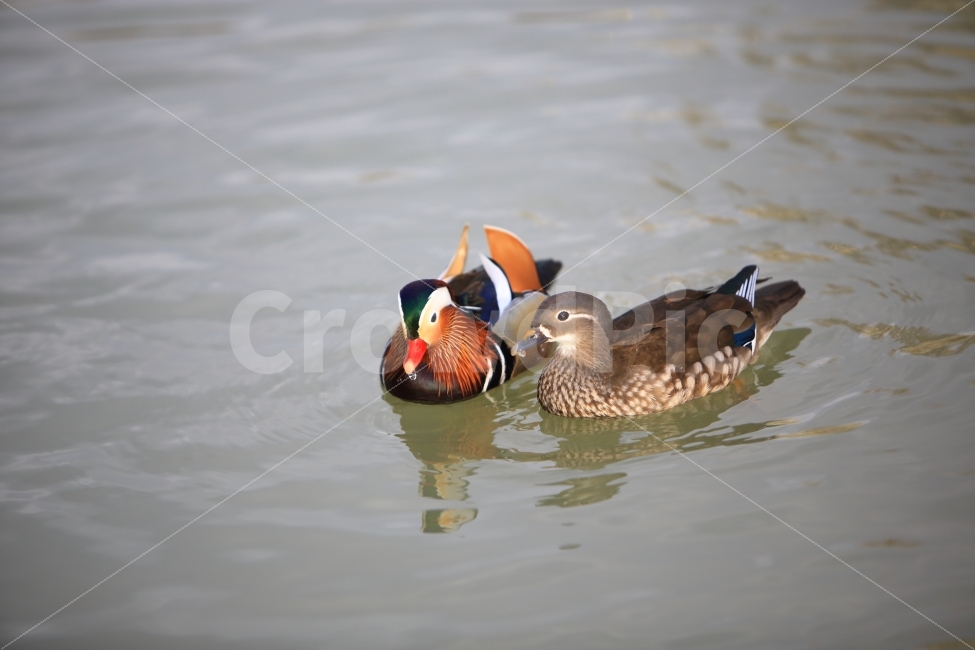 원앙,새,조류,짝,호수,동물,animal,조류,새,birds