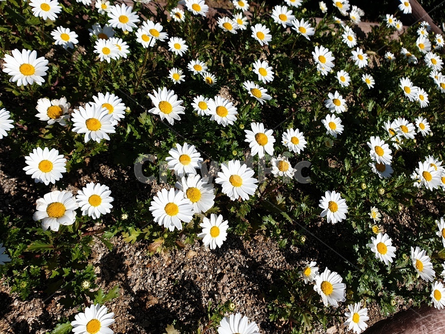 하늘,꽃,플라워,flower,flowers,식물,자연,plants,nature,꽃,flower