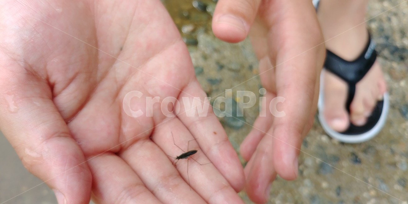 puddle,rain,catching water striders,Water strider,pool,Rainy Day,insect,summer