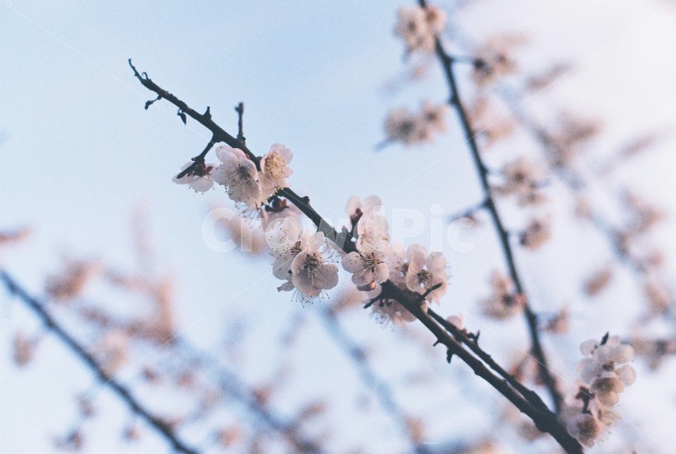 벚꽃,plant,식물,꽃,나무