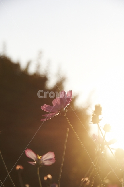 자연,꽃,감성,nature,flower,가을,계절,fall,autumn,season,휴식,힐링,rest,relaxation,healing,plant,식물,leaf,잎