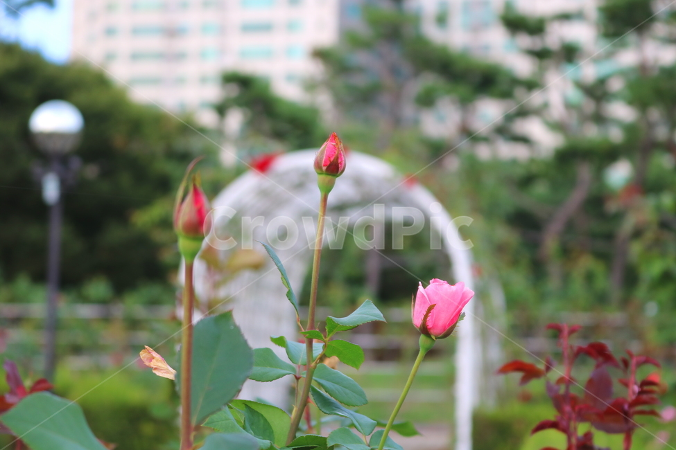 장미,장미꽃,꽃,식물,자연,보니카,꽃밭,분홍꽃,관상용,식물,자연,plants,nature,꽃,flower