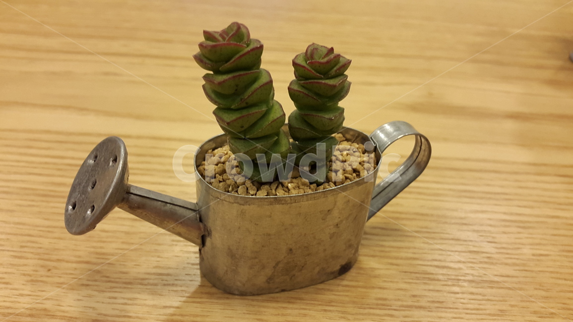 희성금,다육이,다육식물,식물,화분,식물,자연,plants,nature,실내용화초,화분,화초,house plant