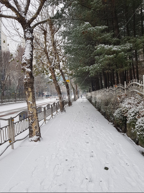 눈,풍경,길,눈밭,도로,거리