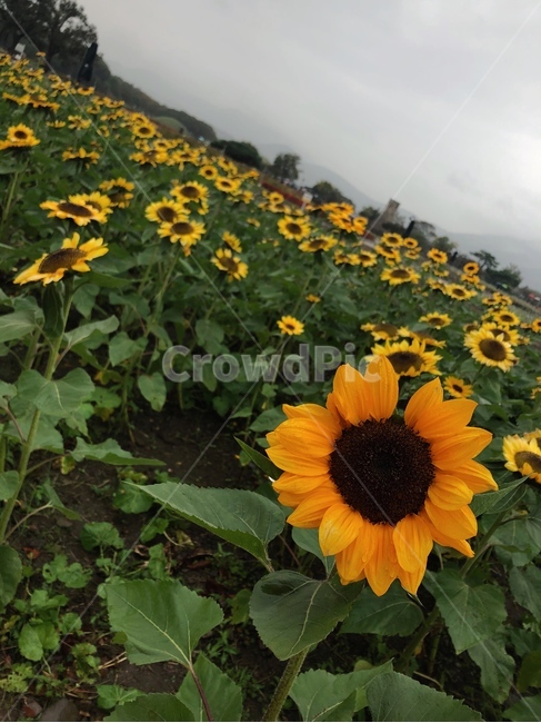 가을꽃,해바라기,노란꽃,가을바람,가을풍경,식물,flower,꽃