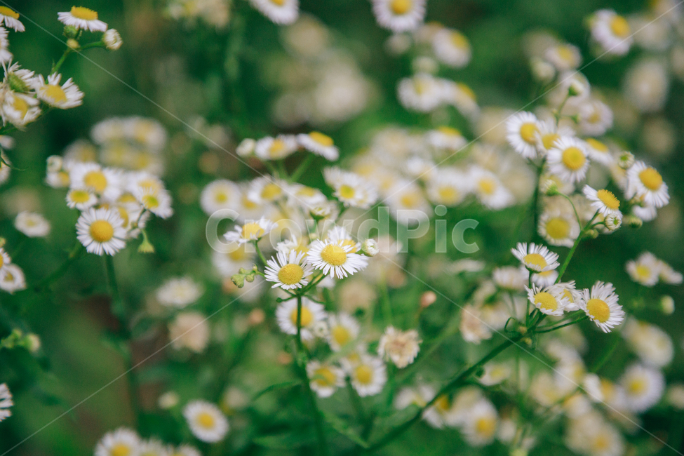 꽃,흰꽃,초록,자연,풀,식물,개망초,여름,여름꽃,식물,자연,plants,nature,꽃,flower,비,비오는날,rain,rainy