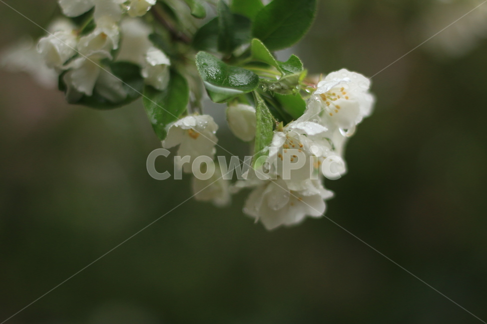 꽃,물방울,잎,하얀꽃,빗방울,비,flower,leaf,rain,raindrop,식물,자연,plants,nature,꽃,flower