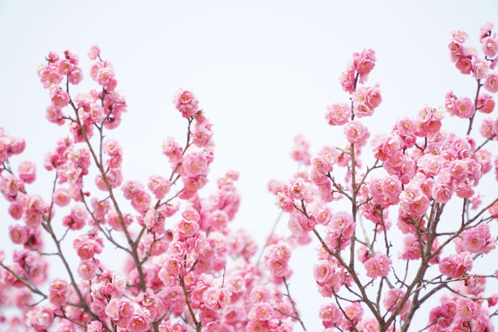 꽃,자연,홍매화,나무,핑크,봄,계절,spring,season,식물,자연,plants,nature,꽃,flower,누끼,remove background,plant,blossom