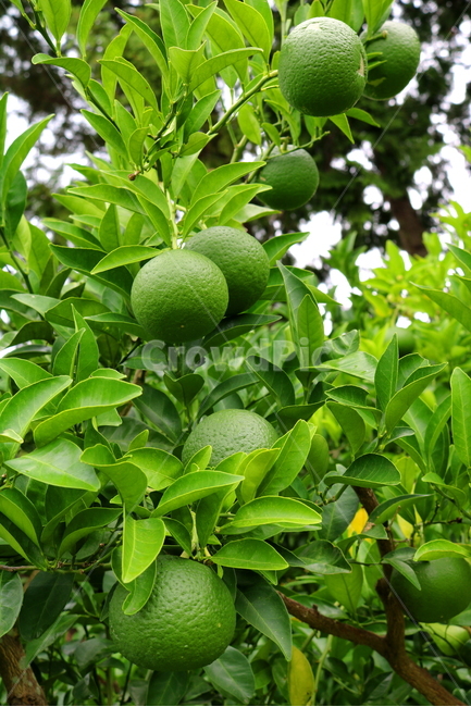 나무,귤,감귤,감귤나무,식물,과일,밀감,식물,자연,plants,nature,과일,열매,fruit