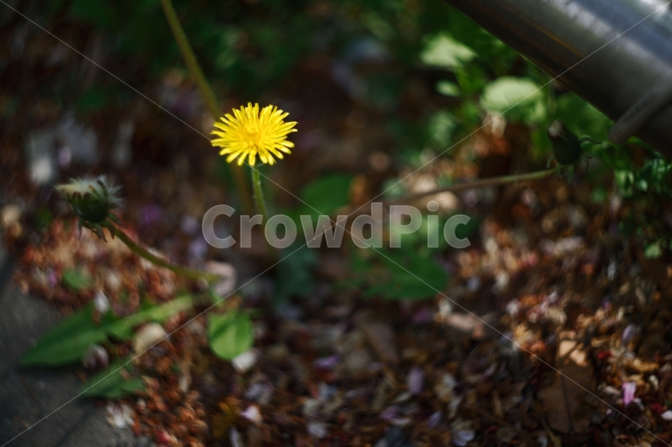 민들레,노랑,yellow,flower,식물,초록,화단,보케,공원,휴식,들꽃,spring,식물,자연,plants,nature,꽃,flower