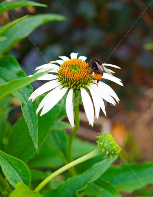 꽃,벌,봄,여름,꽃밭,광합성,향기,달콤,햇빛,꿀,식물,자연,plants,nature,꽃,flower,동물,animal,곤충,벌레,insect,bug