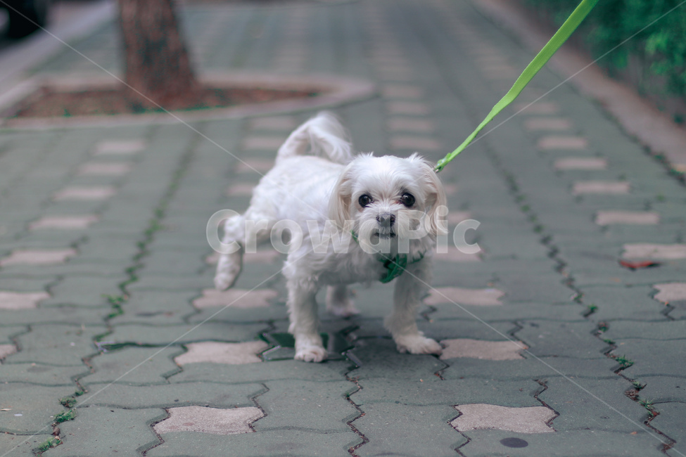 강아지,개,말티즈,반려견,반려동물,펫,애견,애완동물,애완견,동물,dog,puppy,pet,배변,배변활동,강아지산책,오줌,포즈