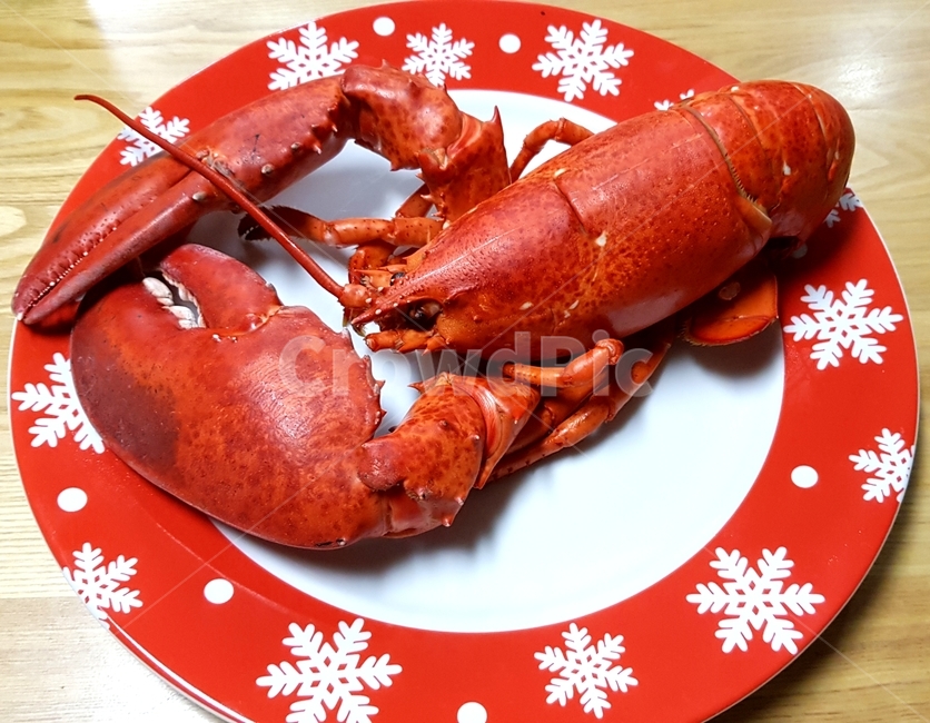 lobster,랍스터,음식,food,seafood,수산물,해산물,fishery products,seafood