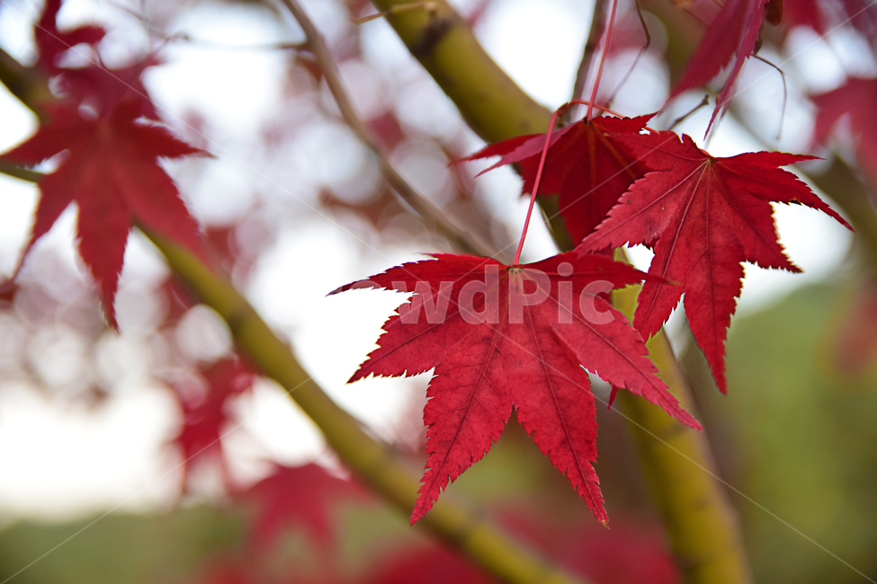 단풍,단풍나무,나뭇잎,잎,가을,적단픙,maple,leaf,leaves,autumn,단풍잎,가을,계절,fall,autumn,season,plant,식물,tree,나무