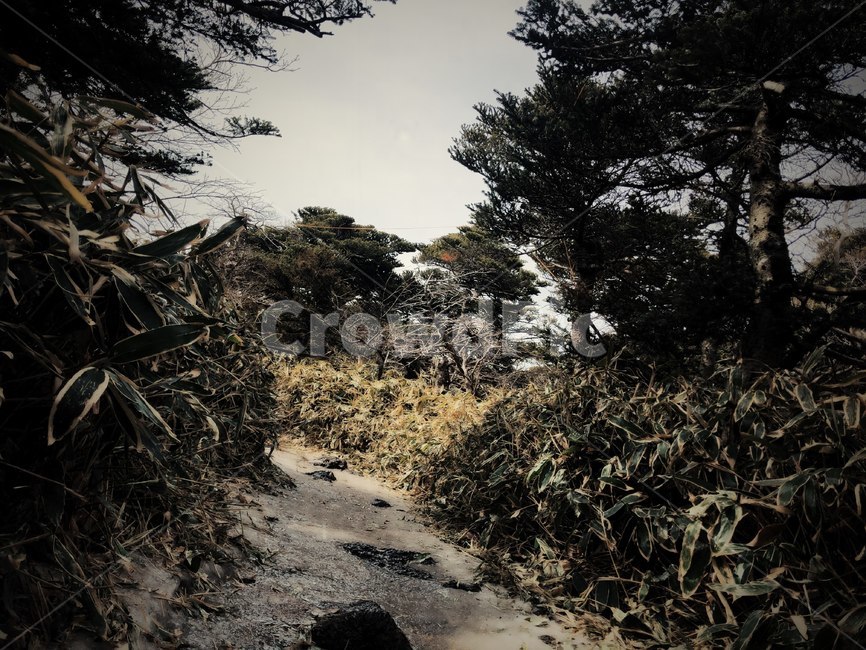 자연,나무,바위,감성,이국적,풀,숲,산,자연,풍경,nature,landscape,ground,바닥,tree,plant,식물