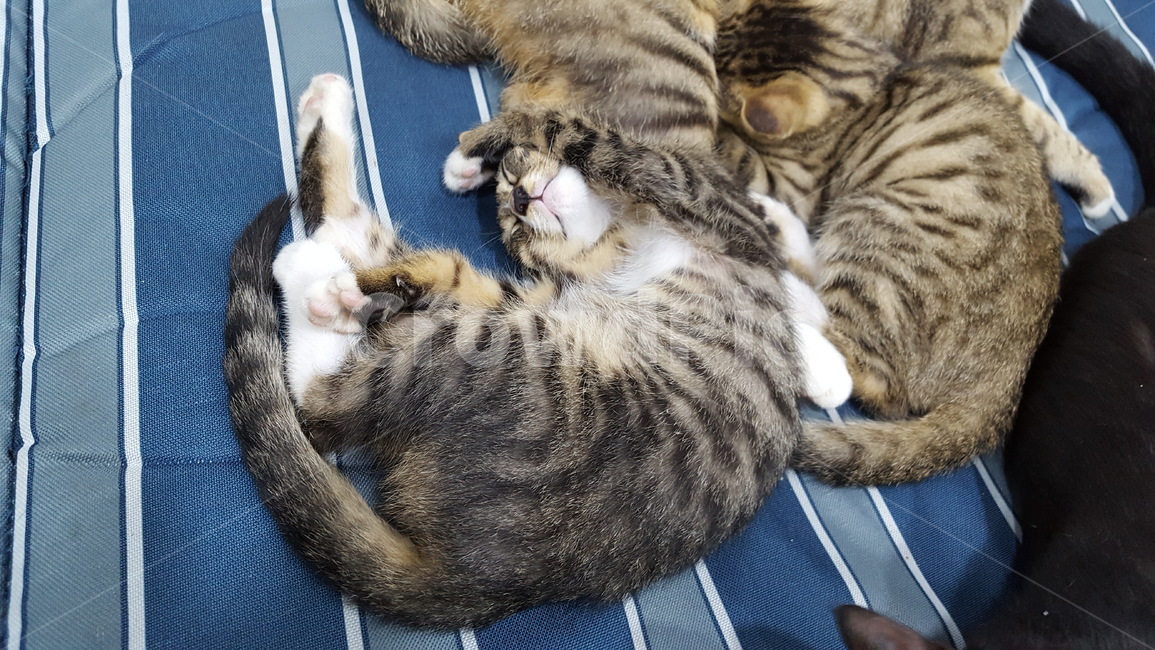 cat,고양이,길냥이,귀여움,야옹