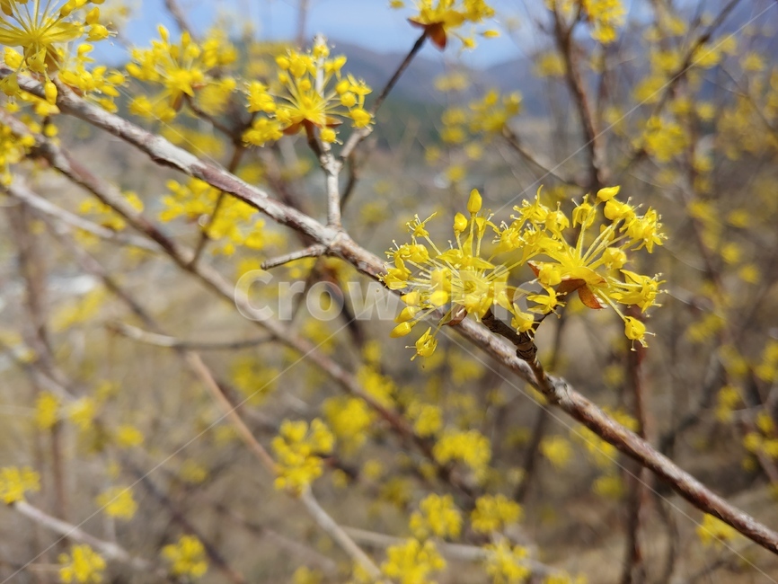 봄,산수유,꽃,노랑,식물,나무,식물,자연,plants,nature,꽃,flower