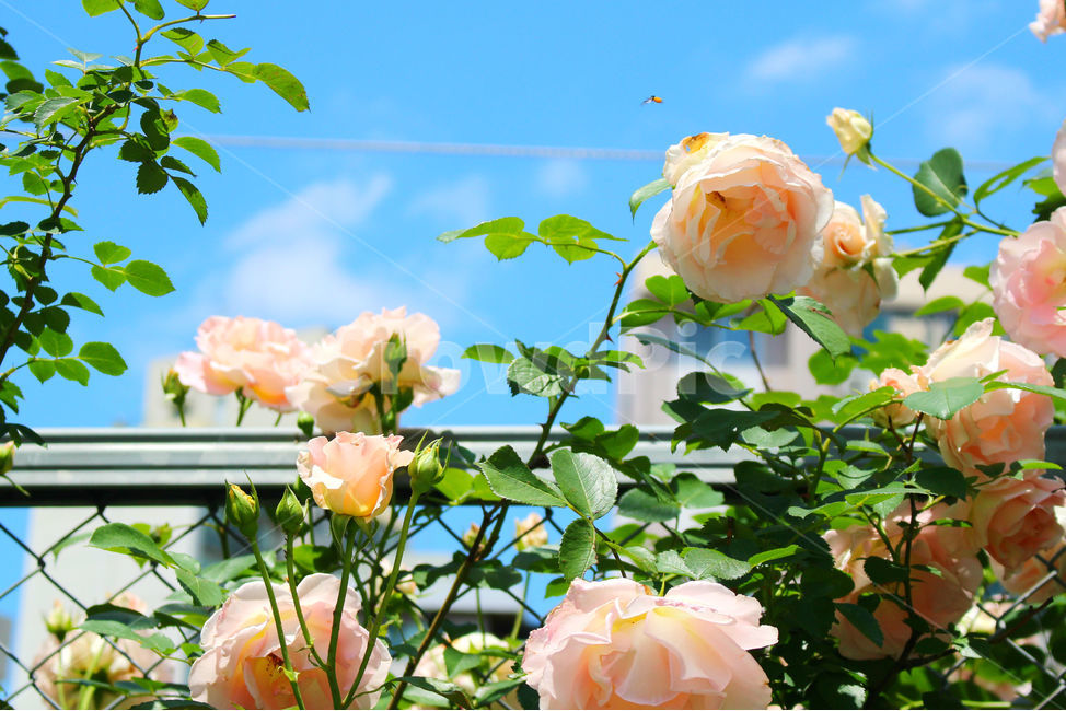 꽃,장미,하얀장미,감성사진,여름,5월,흰색,flower,rose,풍경,풍경사진,자연,식물,자연,plants,nature,꽃,flower,색깔,색상,색채,색감,color sense,color sensitivity,feeling of color
