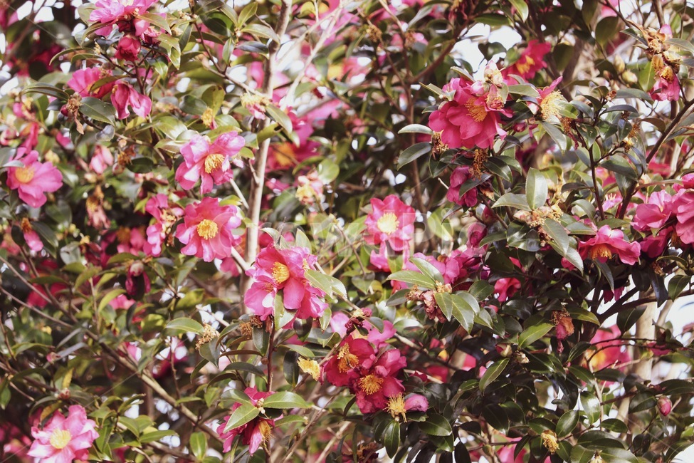 camellia,plant,leaf,식물,잎,꽃,동백,동백꽃,flower