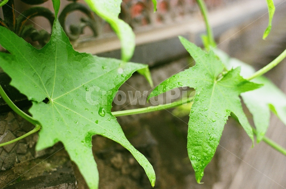 mapleleaf,leaf,잎,plant,빗방울,비오는거리,비오는날,물방울,필름,filmphoto,filmcamera,필름카메라,rain