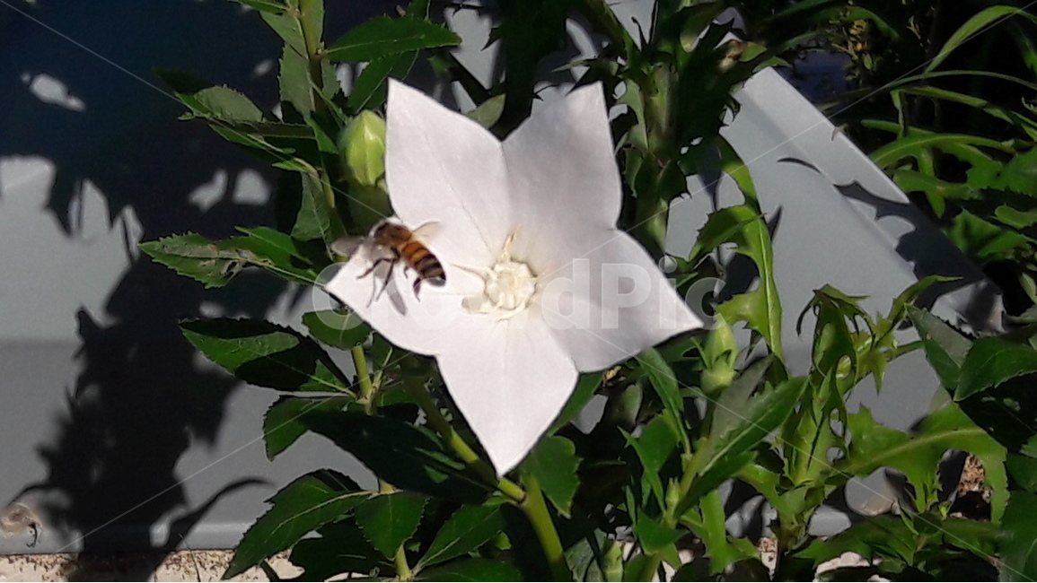 도라지,꽃,꽃봉오리,흰색,영원한사랑,식물,자연,plants,nature,꽃,flower,동물,animal,곤충,벌레,insect,bug