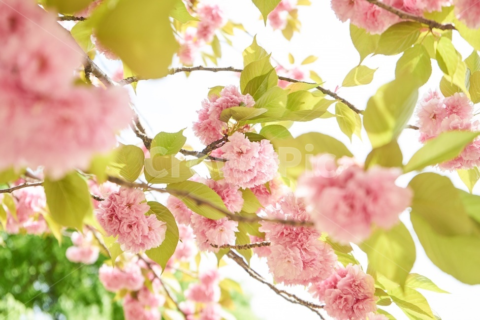 겹벚꽃,봄,핑크,꽃,cherryblossom,감성,spring,봄,계절,spring,season,plant,식물