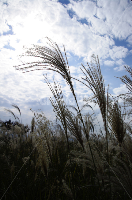 공원,식물,plant,가을,억새,자연,nature,하늘,구름,식물,자연,plants,nature