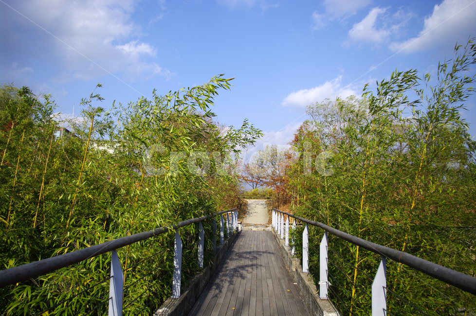 길,하늘,구름,대나무,식물,잎,자연,풍경,nature,landscape,railing,난간,handrail,banister,boardwalk,산책로,bridge,다리,building,건물