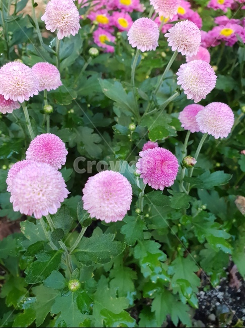 분홍,꽃,초록,자연,들꽃,식물,식물,자연,plants,nature,꽃,flower