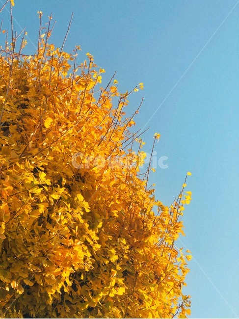 은행나무,가을,은행,나뭇잎,tree,단풍,식물,가을,계절,fall,autumn,season