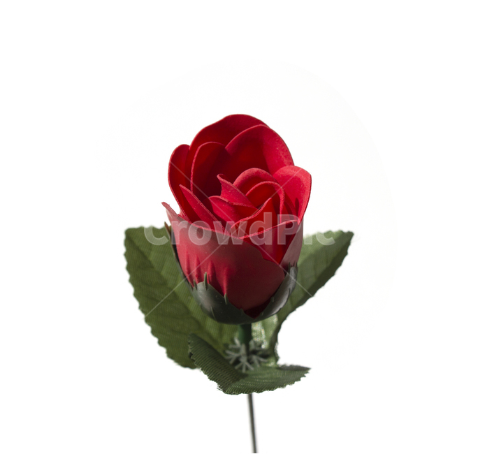 장미,로즈,꽃,플라워,조화,비누,비누꽃,줄기,흰배경,클로즈업,사물,자연,식물,한송이,빨강,레드,빨간색,식물,자연,plants,nature,꽃,flower