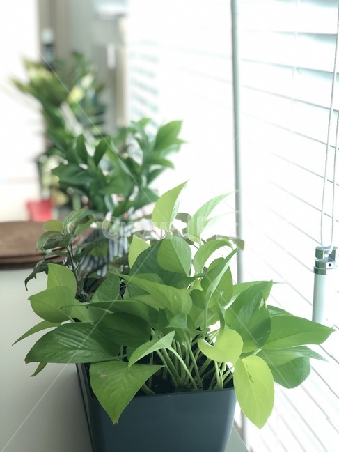 plant,식물,창가,화분,flowerpot,블라인드,window,실내용화초,화분,화초,house plant
