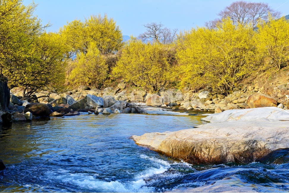 전남,구례,산동,산수유마을,산동산수유마을,산수유,산수유꽃,노랑꽃,봄,봄꽃,계절,water,물,nature,자연,경치,경관,풍경,outdoors,옥외,stream,흐름,자연,풍경,nature,landscape