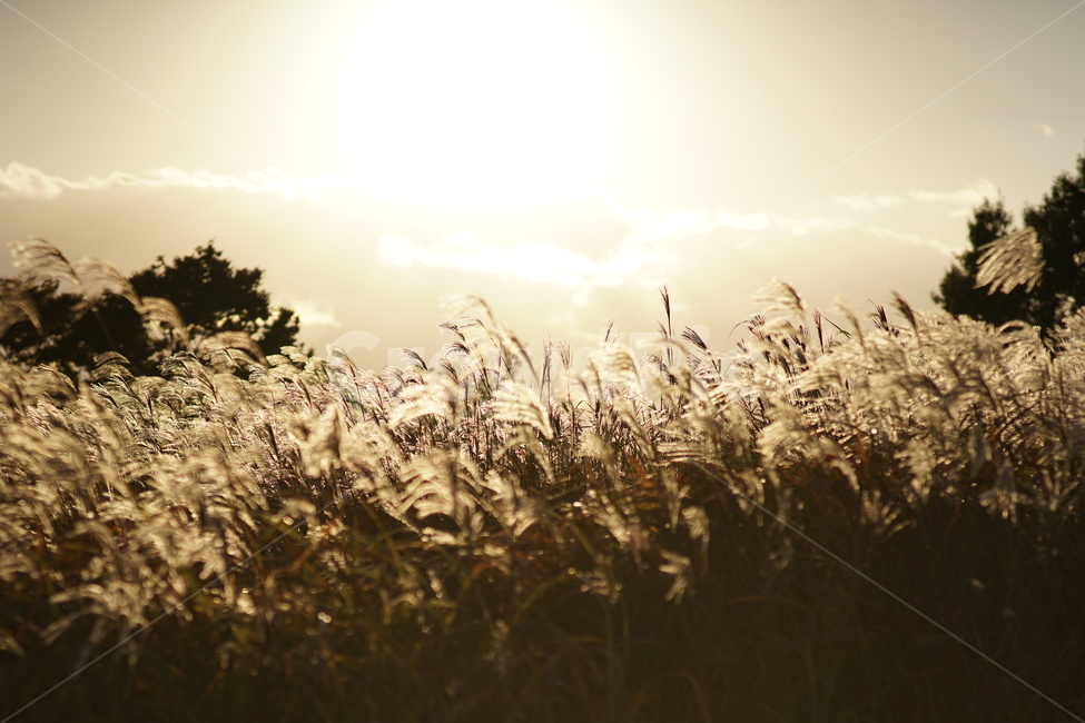 grass,잔디,plant,식물,갈대,노을,태양,해질녘,금빛,금색,금,가을,계절,fall,autumn,season,자연,풍경,nature,landscape,lawn