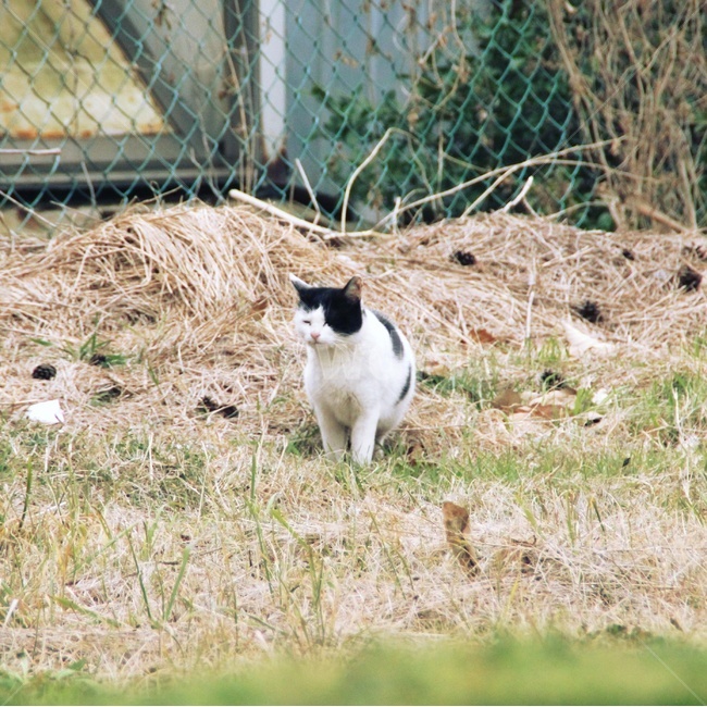 고양이,cat,mammal,길고양이,자연,동물,animal,포유류,mammal,고양이,cat,kitten,kitty