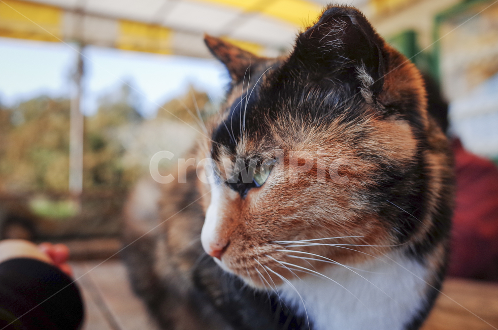 고양이,동물,포유류,얼룩고양이,삼색고양이,cat,animal,mammal,동물,animal,포유류,mammal,고양이,cat,kitten,kitty
