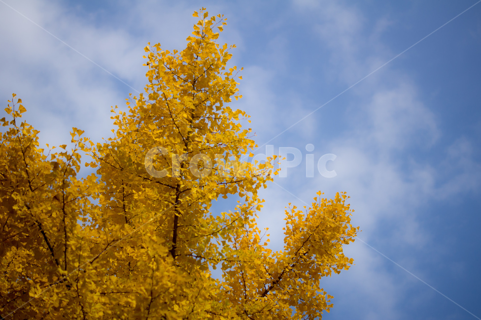 은행나무,은행,단풍,하늘,구름,나무,식물,풍경,가을,계절,노랑,은행잎,tree,plant,ginkgonut,sky,cloud,landscape,fall,leaf,season,autumn,가을,계절,fall,autumn,season,식물,자연,plants,nature,나무,trees,wood