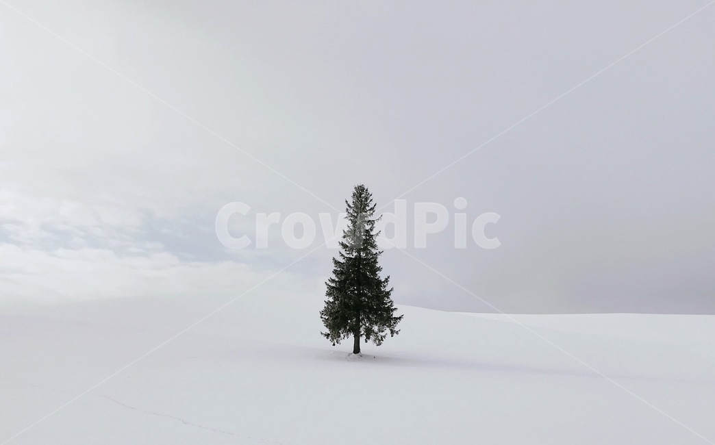 삿포로,크리스마스트리,겨울,비에이,눈,나무,sapporo,snow,tree,christmastree,biei,winter,nature,자연,일본,japan,배경,landscape,겨울,계절,winter,season,자연,풍경,nature,landscape,plant,식물,fir,전나무