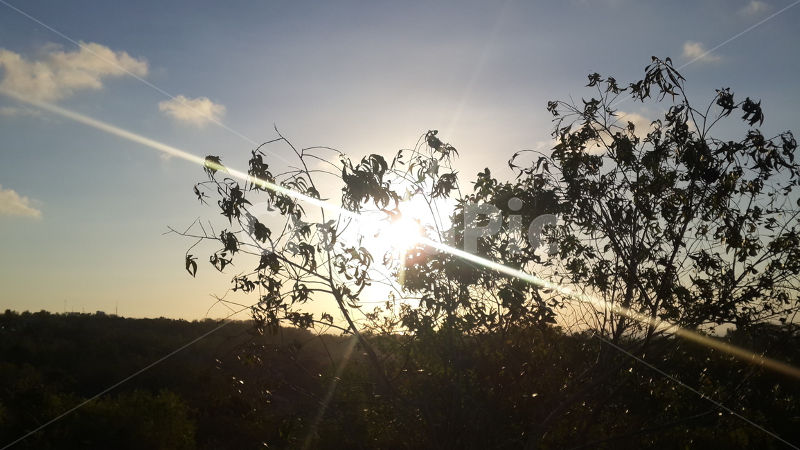 햇살,햇빛,sunlight,하늘,sky,빛,light,나무,tree,자연,nature,flare,플레어