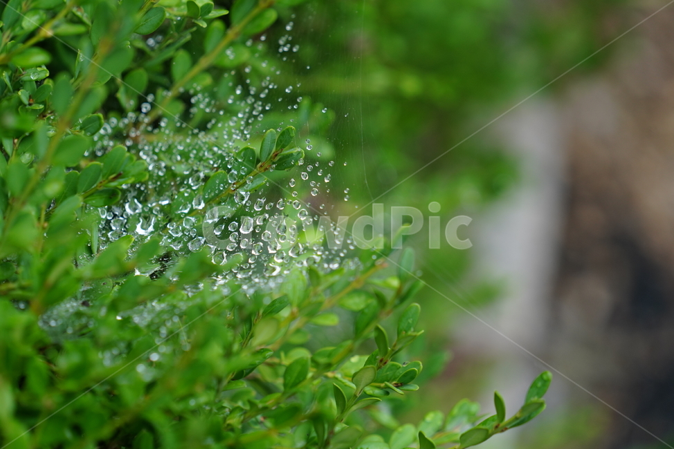 물방울,물,water,생명,생물,식물,plant,식물,자연,plants,nature