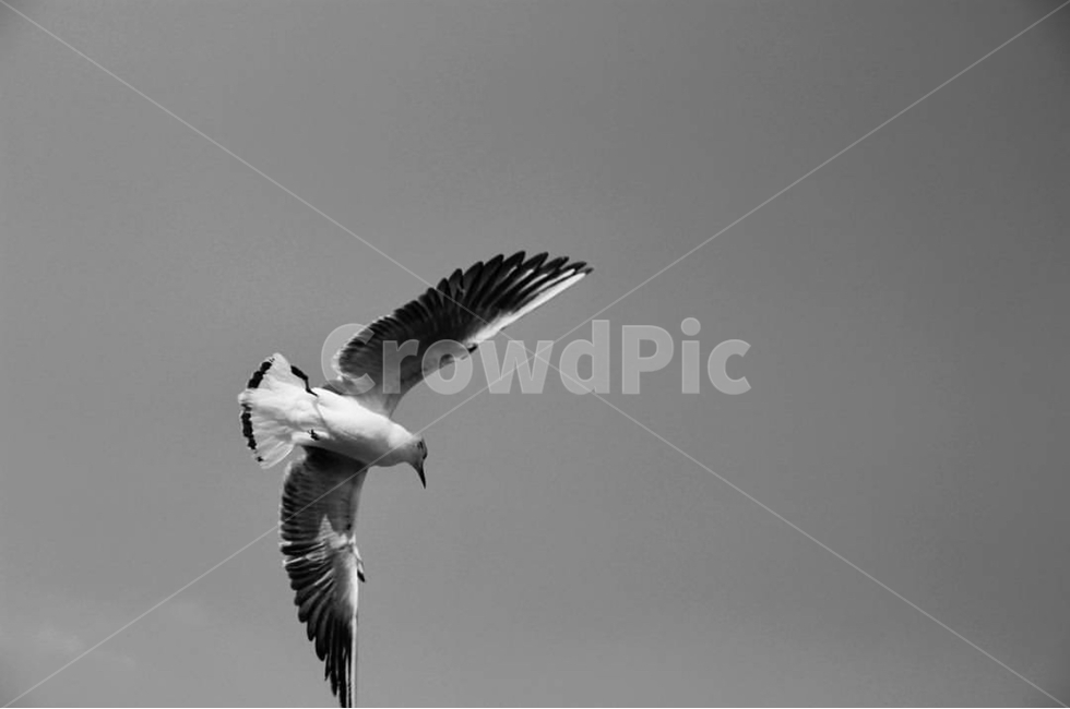 animal,bird,새,flying,나는,동물,동물,animal,조류,새,birds,흑백,모노톤,monochrome,black and white