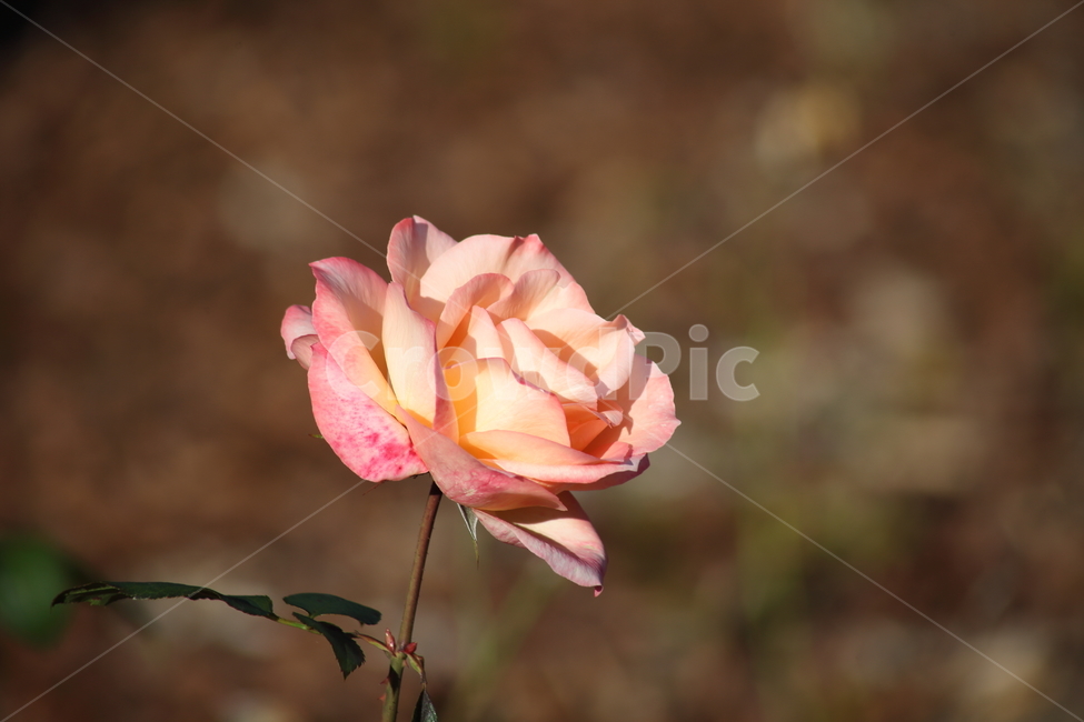 장미,꽃,식물,정원수,rose,식물,자연,plants,nature,꽃,flower