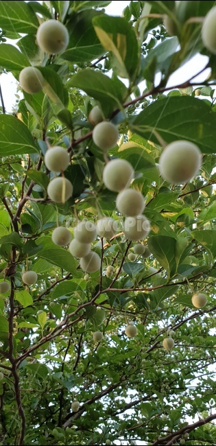 때죽나무,달걀나무,종나무,처진때죽나무,매마등,노가나무,과일,열매,fruit