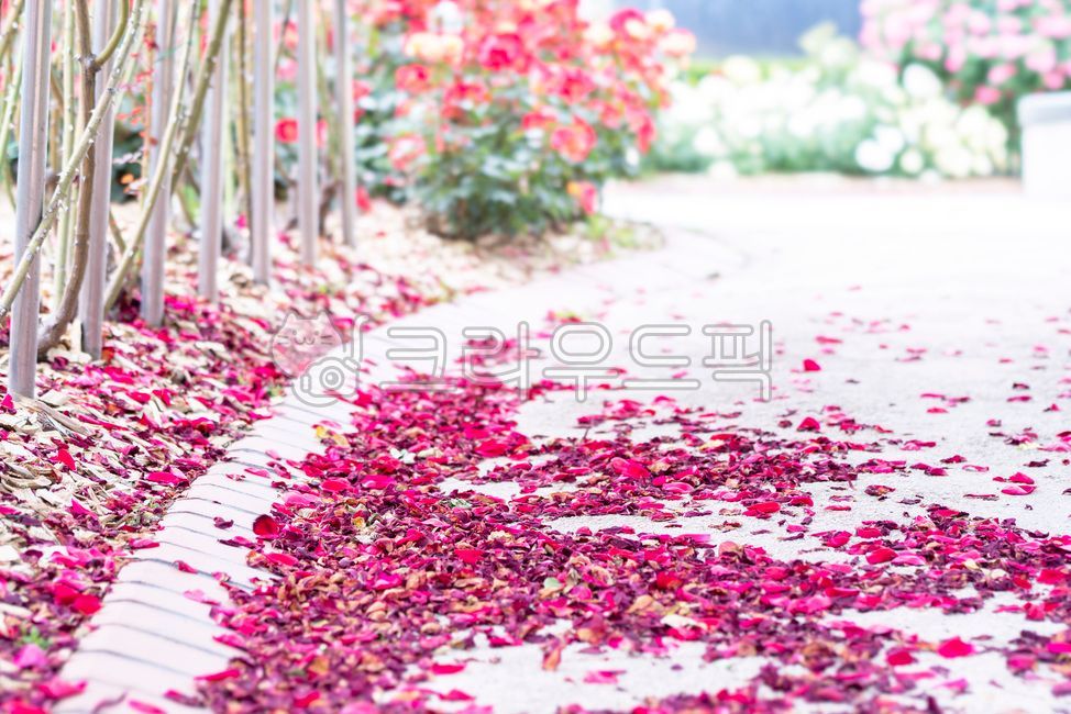 꽃,장미,터널,꽃길,올림픽공원,장미광장,flower,rose,tunnel,flowerfilledstreet,꽃잎,road,olympicpark