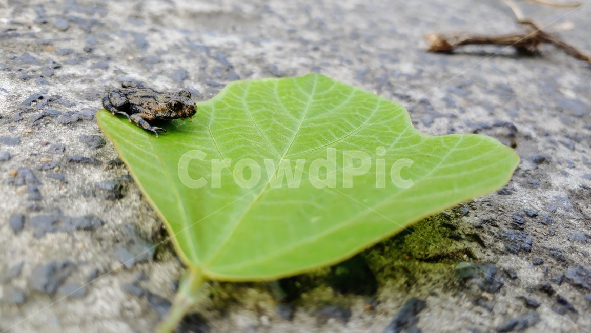 개구리,frog,babyfrog,nature,새끼개구리,작은개구리,leafandfrog