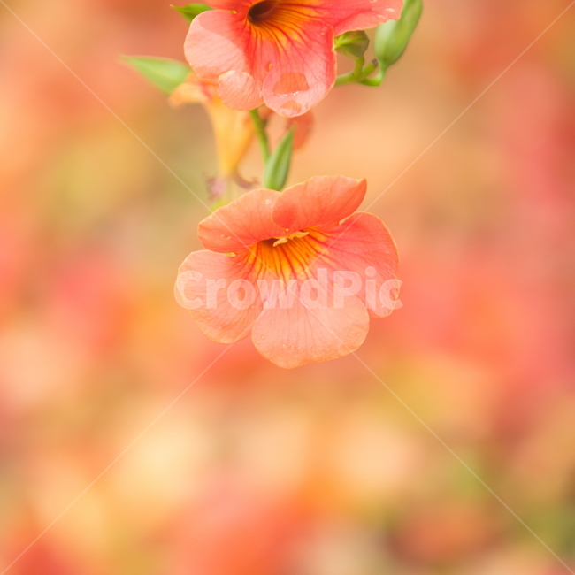 능소화,능소화꽃,꽃,플라워,trumpetcreeper,flower,식물,자연,plants,nature,꽃,flower,감성,sensible,feeling