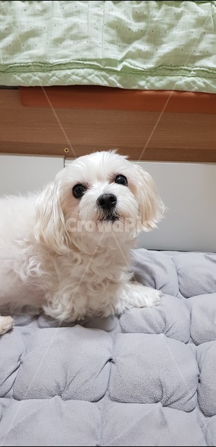 강아지,몰티즈,말티즈,댕댕이,멍멍이,귀여운강아지,개,동글동글