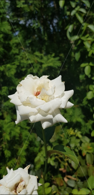 장미,rose,꽃,식물,plant,하얀장미,하얀,봄,여름,향기,blossom,flower,초록,야외,공원,정원