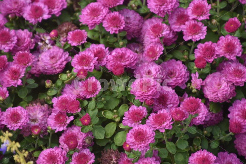 식물,꽃,수목원,plant,flower,식물,자연,plants,nature,꽃,flower